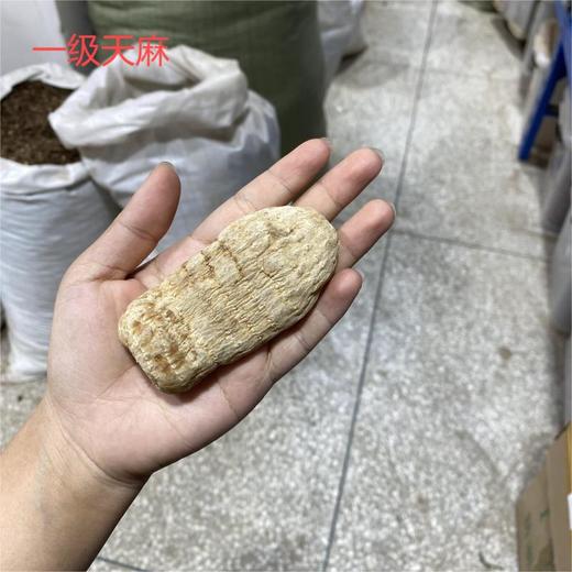 昭通天麻  各种规格天麻大个 大个天麻  天麻片 天麻粉 商品图1