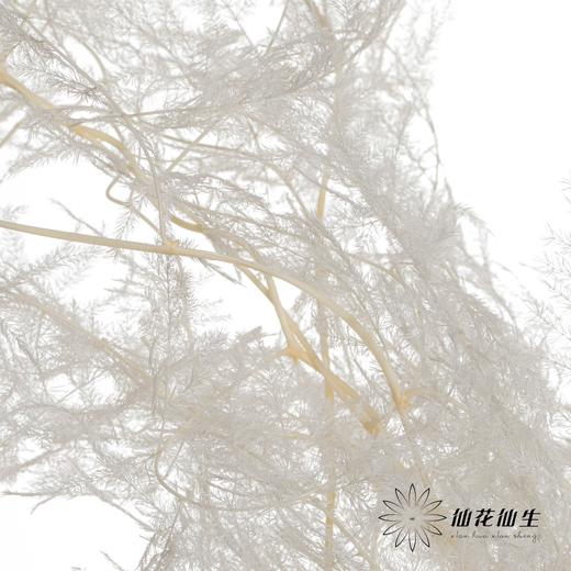 永生花材 ｜ 文竹白色 商品图4
