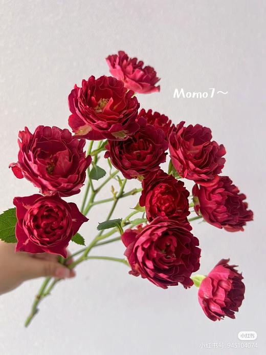 红茶海葵3支 商品图1