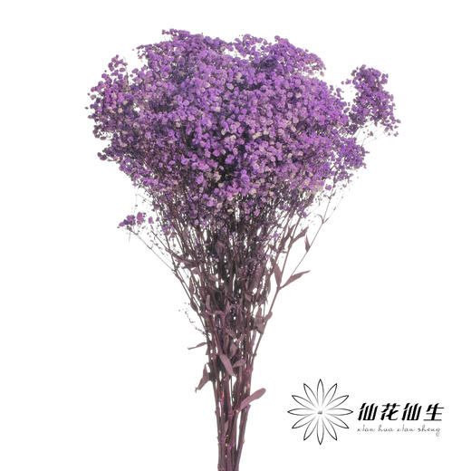 满天星 | 紫色【人工吸染，有色差，介意慎拍】 商品图0