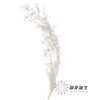 永生花材 ｜ 文竹白色 商品缩略图1