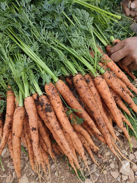 有机小胡萝卜 （产地山东） 商品图6