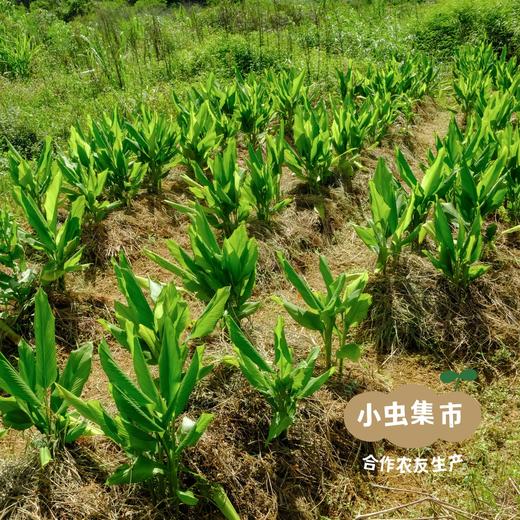 生态姜黄粉 40g/瓶 | 合作农友生产，来自从化仙娘溪，生产者：汇耕田合作社成员 &【公平贸易农人定价】 商品图5