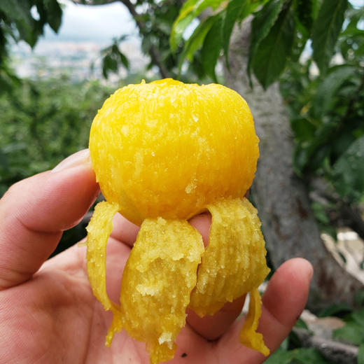 桃花李（玉皇李）/软熟口感/267项农残0检出 商品图10