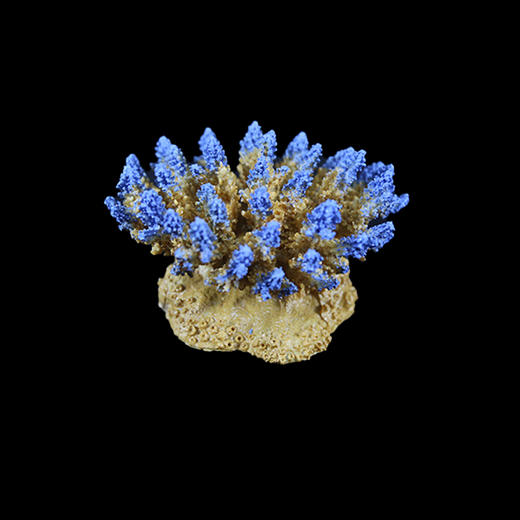 海缸造景摆设 仿真精品珊瑚摆件 商品图11