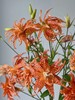国产小众花材虎皮宝宝多头亚百合花5支 商品缩略图5