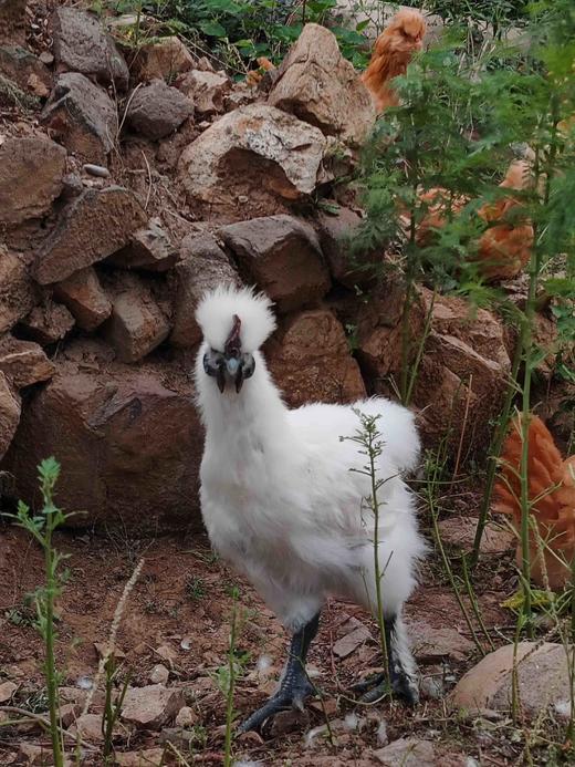 鸡 和 蛋 全品类 商品图5