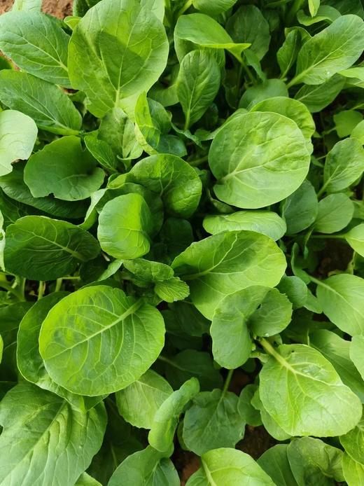 【新开园福利】鸿翠园 有机菜心 商品图0