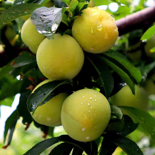 桃花李（玉皇李）/软熟口感/267项农残0检出 商品图6