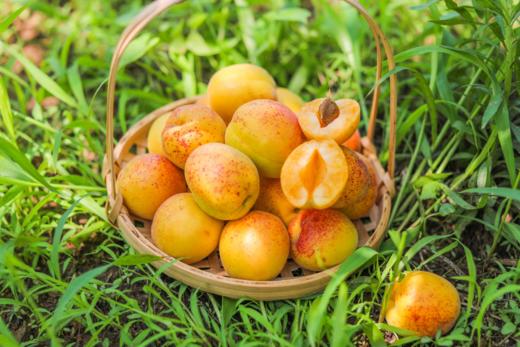 26日发货！青岛自己的小白杏【飨实®崂山香蜜杏】胶东半岛山地种植，泉水灌溉，花香蜜甜，甜杏核一杏两吃，糯而不面，甜蜜多汁 商品图3