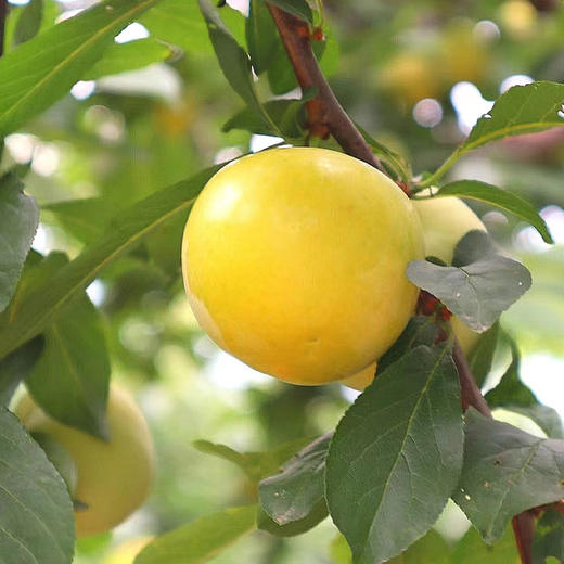 桃花李（玉皇李）/软熟口感/267项农残0检出 商品图9