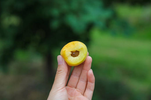 26日发货！青岛自己的小白杏【飨实®崂山香蜜杏】胶东半岛山地种植，泉水灌溉，花香蜜甜，甜杏核一杏两吃，糯而不面，甜蜜多汁 商品图2
