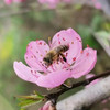 桃花李（玉皇李）/软熟口感/267项农残0检出 商品缩略图12