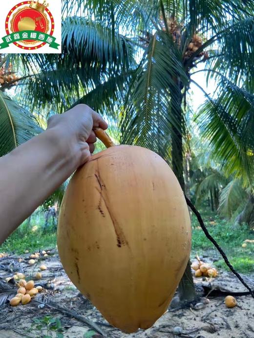 海南万宁金椰/椰青  纯天然新鲜采摘  津止渴润喉（赠送开椰器） 商品图2