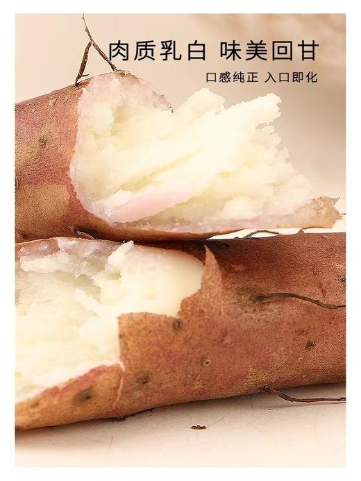 【产地直发顺丰包邮】温县垆土铁棍山药5斤装 商品图1