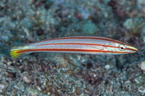 红线铅笔龙 商品图0