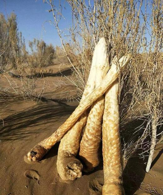 疆域映像肉苁蓉原浆 商品图3