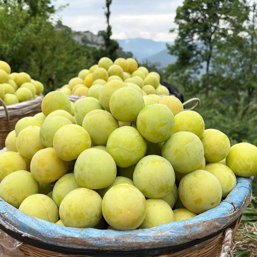 桃花李（玉皇李）/软熟口感/267项农残0检出 商品图3