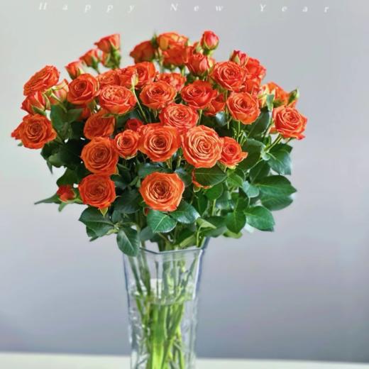 花友专享 |  多头玫瑰 橙色芭比 5枝 商品图2