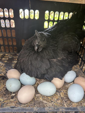 农家柴鸡蛋，蛋壳什么颜色的都有，介意的慎拍，15颗/盒，约1.7斤