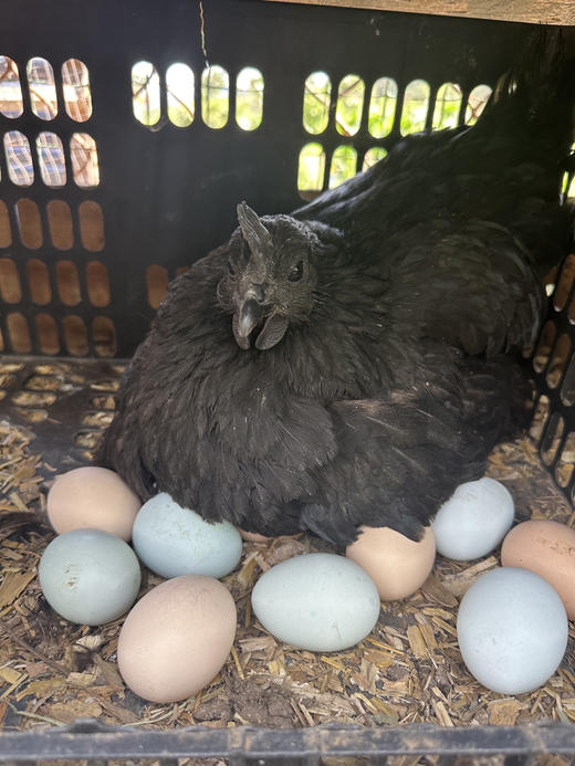 农家柴鸡蛋，蛋壳什么颜色的都有，介意的慎拍，15颗/盒，约1.7斤 商品图0