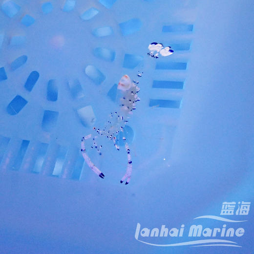 维纳斯仙女虾 商品图7