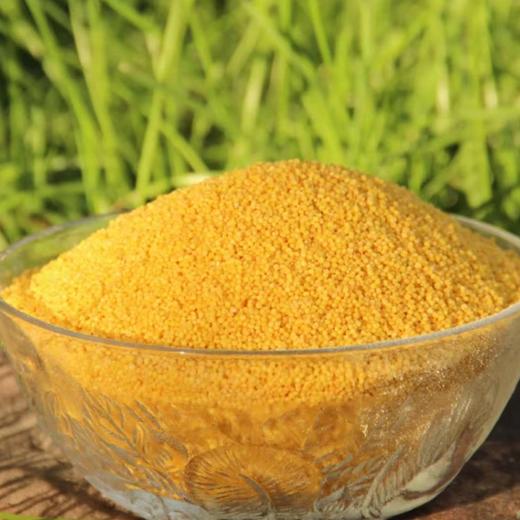 沁州黄小米2000g真空包装 商品图2