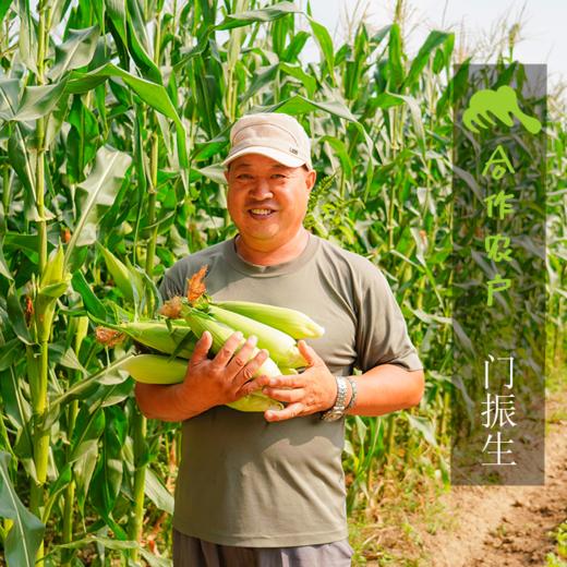 生态爆米花玉米粒（爆裂玉米） | 合作生产*Ecological  Burst grain corn |  Partner Production 商品图1