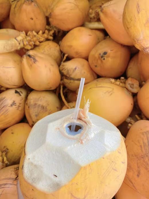 海南万宁金椰/椰青  纯天然新鲜采摘  津止渴润喉（赠送开椰器） 商品图3