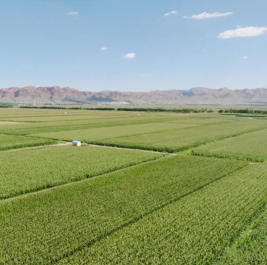 【有机黄黑糯玉米段】内蒙黄/黑糯玉米 富含膳食纤维和维生素 颗粒饱满  1小时快速锁鲜真空包装 便捷！非转基因 0添加 放心吃~ 商品图13