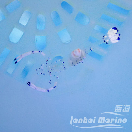 维纳斯仙女虾 商品图4