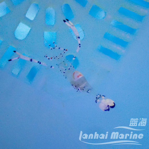 维纳斯仙女虾 商品图3