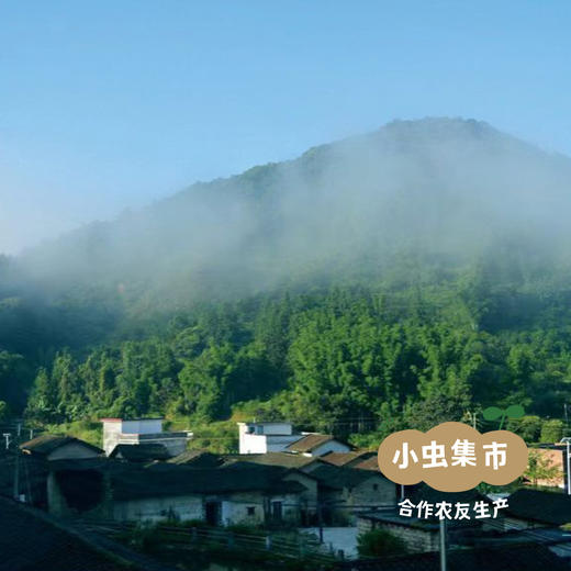 生态姜黄粉 40g/瓶 | 合作农友生产，来自从化仙娘溪，生产者：汇耕田合作社成员 &【公平贸易农人定价】 商品图13