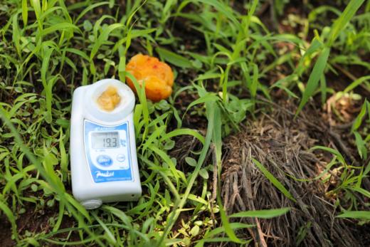 26日发货！青岛自己的小白杏【飨实®崂山香蜜杏】胶东半岛山地种植，泉水灌溉，花香蜜甜，甜杏核一杏两吃，糯而不面，甜蜜多汁 商品图5