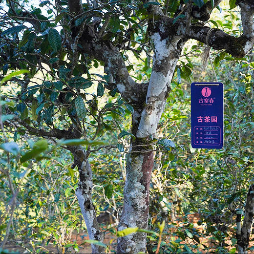 【龙团贡茶—那罕】云南普洱茶生茶团茶礼盒装与茶农强强联合良心好茶500g/团 商品图4