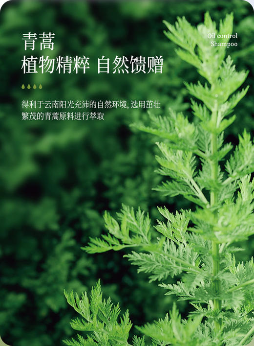 【下单送小样*2】征服2024新升级青蒿洗发乳洗发水洗护系列【4-613】 商品图11