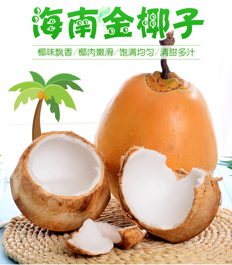 海南万宁金椰/椰青  纯天然新鲜采摘  津止渴润喉（赠送开椰器）