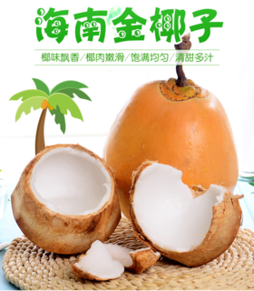 海南万宁金椰/椰青  纯天然新鲜采摘  津止渴润喉（赠送开椰器）