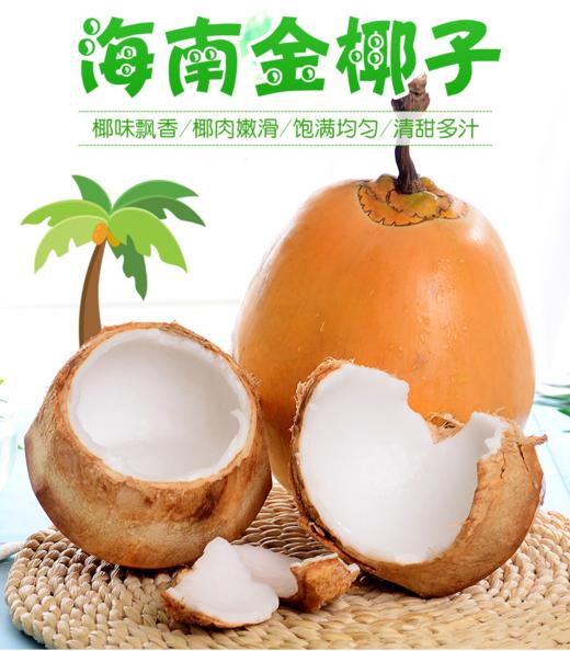 海南万宁金椰/椰青  纯天然新鲜采摘  津止渴润喉（赠送开椰器） 商品图0