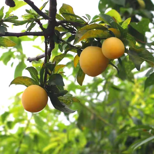 桃花李（玉皇李）/软熟口感/267项农残0检出 商品图7