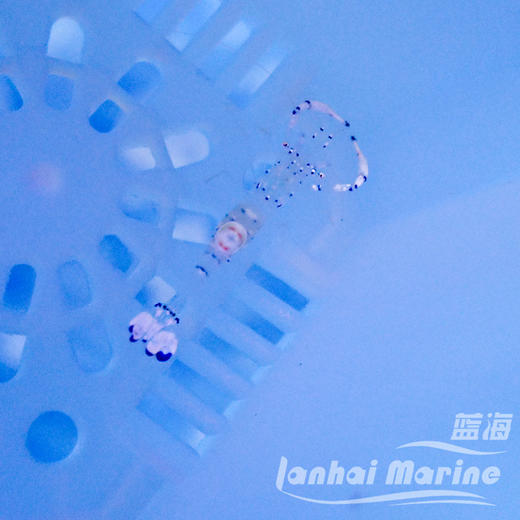 维纳斯仙女虾 商品图6