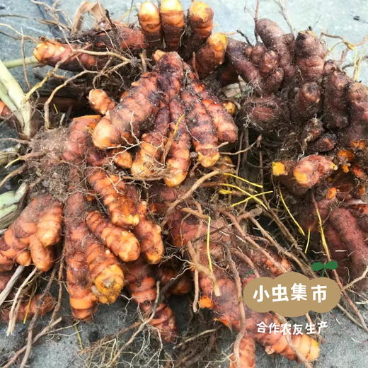 生态姜黄粉 40g/瓶 | 合作农友生产，来自从化仙娘溪，生产者：汇耕田合作社成员 &【公平贸易农人定价】 商品图8