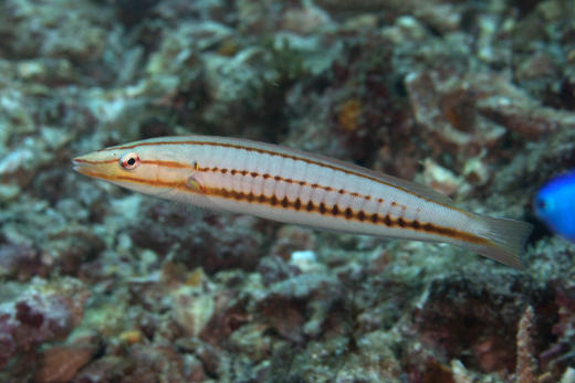 红线铅笔龙 商品图1