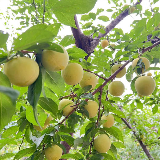 桃花李（玉皇李）/软熟口感/267项农残0检出 商品图11