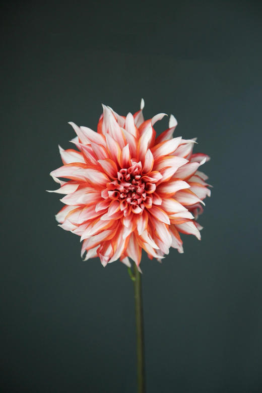 大丽花【我生而平凡，亦幻想能像夏花般绚烂】简小姐精选 墨西哥国花 ”花中贵族“ 稀有大丽花  下单5天内发货 商品图8