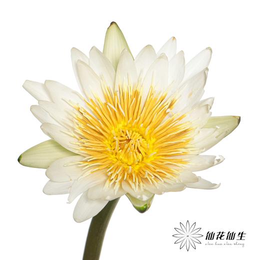 配花 | 睡莲白色 商品图3