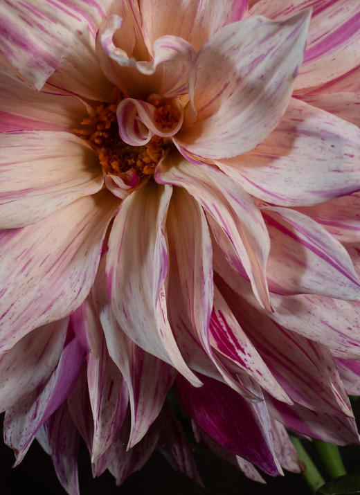 大丽花【我生而平凡，亦幻想能像夏花般绚烂】简小姐精选 墨西哥国花 ”花中贵族“ 稀有大丽花  下单5天内发货 商品图3