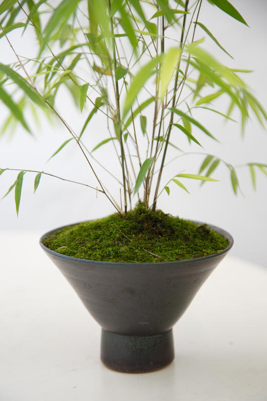 内门竹 商品图3