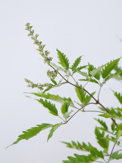 造型黄荆蓝灰盆 商品图2