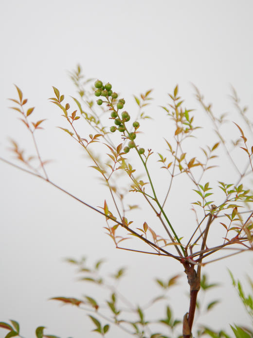 蓝盆南天竹2 商品图2